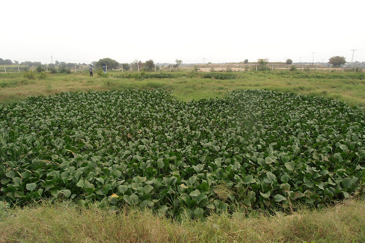 Community WASH project Village Sher Dil Maher Ghotki Sindh — Critical GREEN