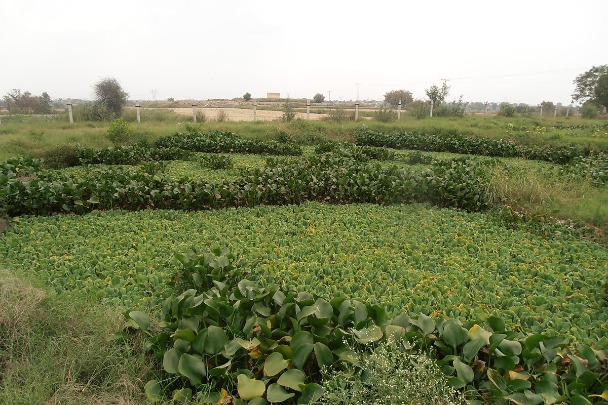 Community WASH project Village Juro Babar Hyderabad Sindh — Critical GREEN