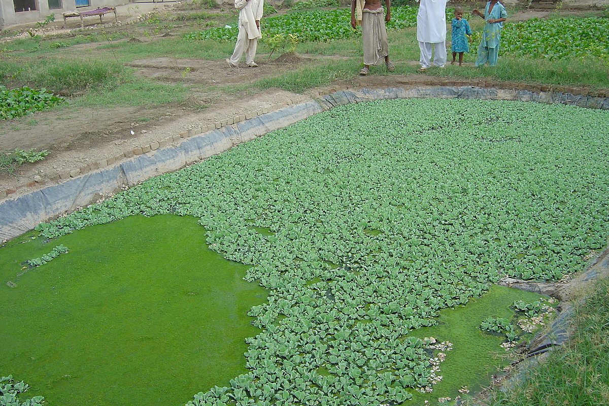 Community WASH project Village Sipahae Mangi Khairpur Sindh — Critical GREEN
